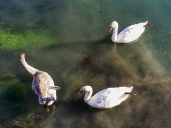 Bird in water