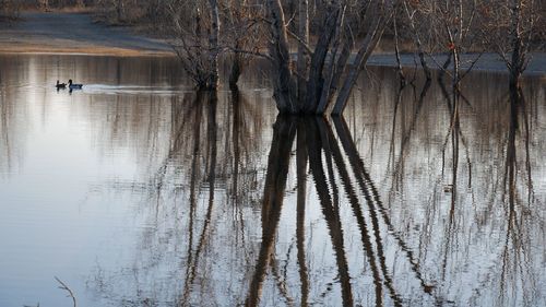 Reflection of bare trees in lake