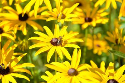 Bee on black-eyed susan