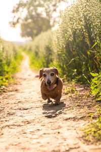 Portrait of dog on field