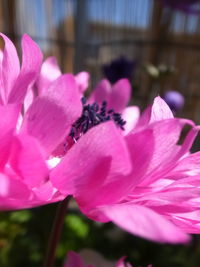 Close-up of pink rose flower