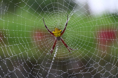 Spider on web