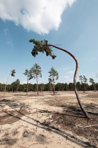 Trees on field against sky