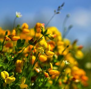 Close-up of yellow flowering plants on field