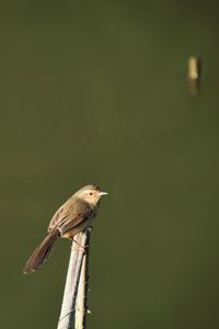 Close-up of bird perching on twig