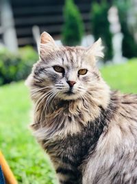 Close-up portrait of tabby cat on grass
