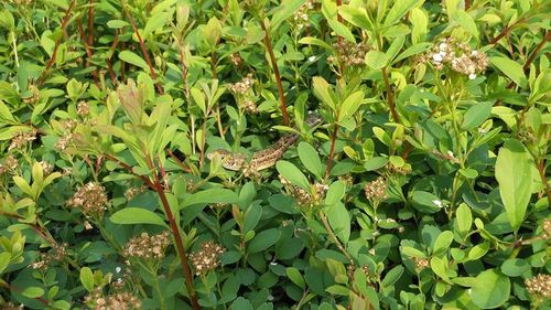 Plants growing on green landscape