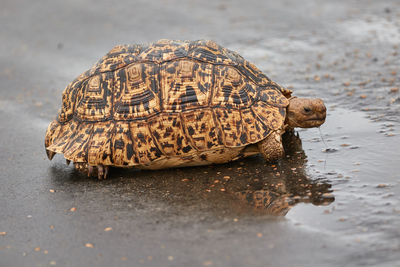 Leopard tortoise drinking water from the road