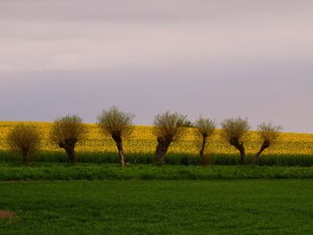 Trees on field against sky