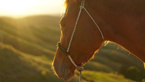 Horse on the hill, sumba island indonesia