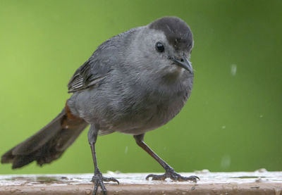 Close-up of bird perching