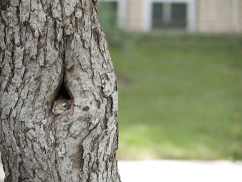 Close-up of tree trunk