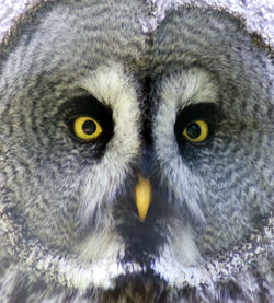 Close-up portrait of owl