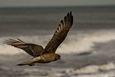 Close-up of eagle flying against blurred background