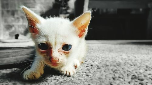 Close-up portrait of kitten