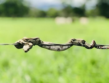 Close-up of animal skull on field