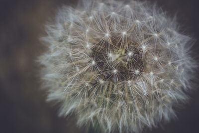 Close-up of dandelion