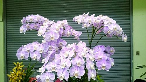 Close-up of pink flowers blooming outdoors