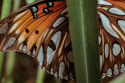 Close-up of butterfly on leaf
