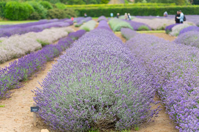 Purple flowering plants on field