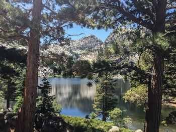 Scenic view of lake against trees in forest