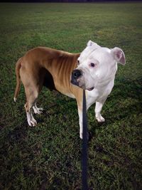 Portrait of a dog standing on grass