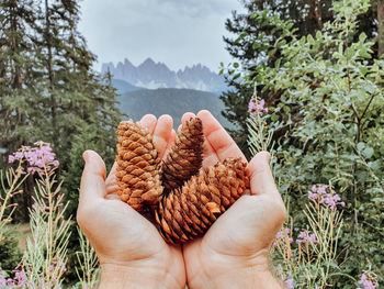 Close-up of hand holding plant
