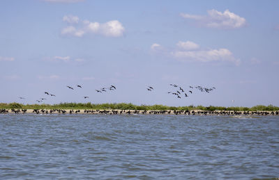 Birds flying over sea against sky