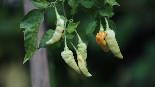 Young green chilies are on the tree