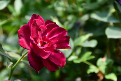 Close-up of red rose flower