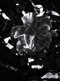 Close-up of flowering plant
