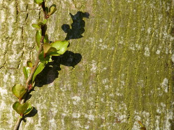 Close-up of fresh green plant