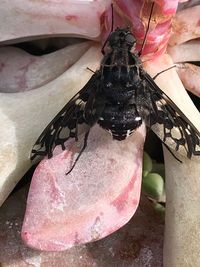 High angle view of butterfly perching on leaf