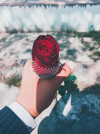 Close-up of hand holding red rose