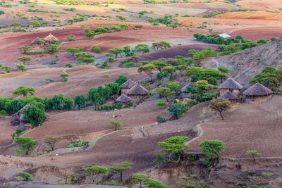 Plants growing on land