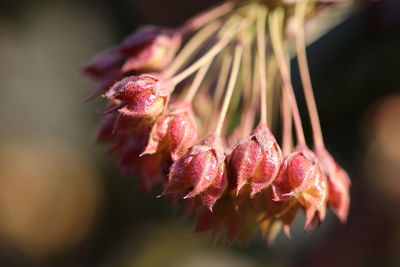 Close-up of pink flower