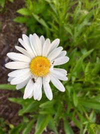 Close-up of white daisy flower on field