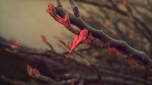 Close-up of pink flowers