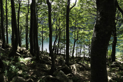 Trees in forest