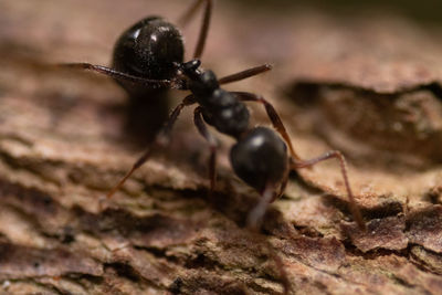 Close-up of ant