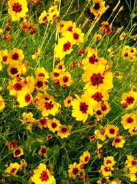 High angle view of yellow flowering plants on field