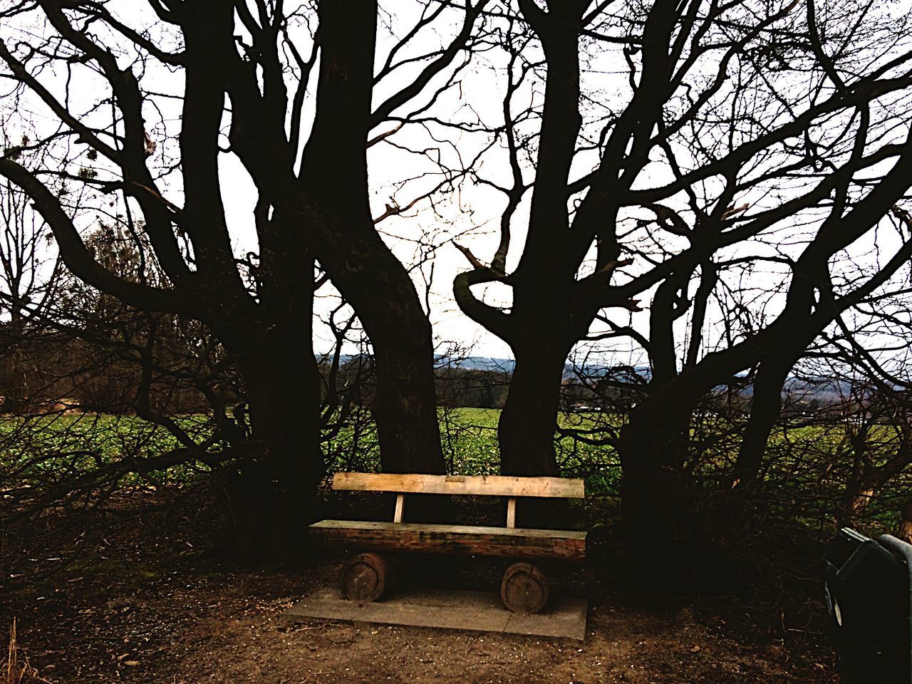 tree, tree trunk, branch, bare tree, tranquility, growth, nature, bench, park - man made space, tranquil scene, park bench, day, park, shadow, outdoors, scenics, sunlight, beauty in nature, empty, landscape