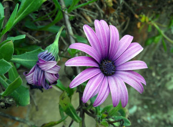 Close-up of purple flower