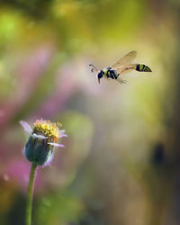 Insect pollinating on flower