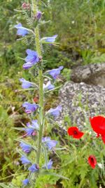 Close-up of purple flowers blooming in field