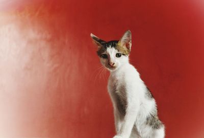 Portrait of cat on red wall