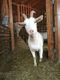 Close-up of goat in a barn