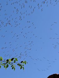 Low angle view of birds flying in sky