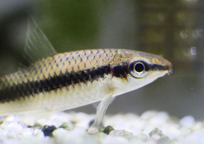 Close-up of fish swimming in aquarium