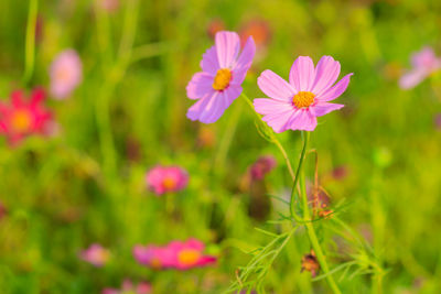 Close-up of pink cosmos flowers blooming outdoors